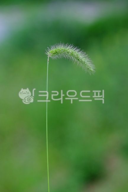 강아지풀, 갈대, 자연, 풀, 초록, 사진,이미지,일러스트,캘리그라피 - Ramy23작가