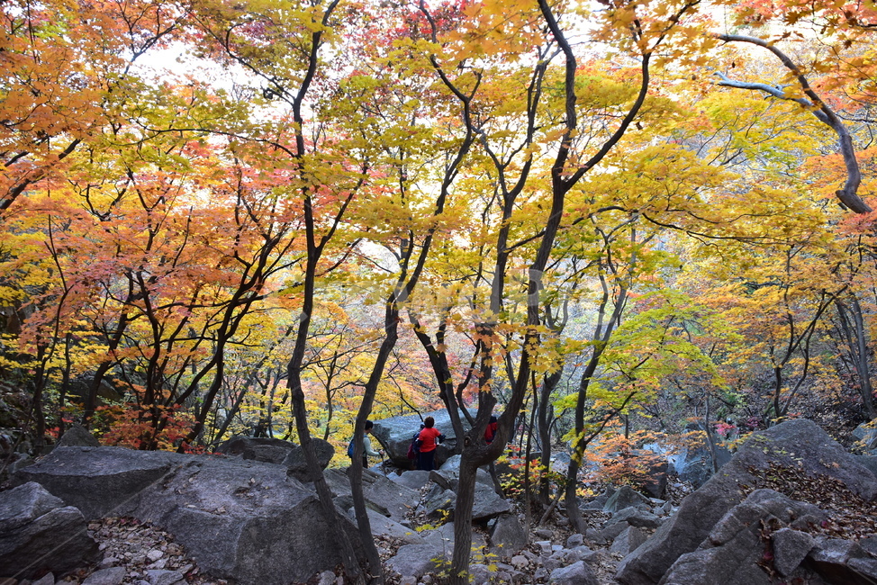 가을,단풍,울긋불긋,알록달록,형형색색,풍경,계절,시즌,아름다운,오색,가을색,가을,계절,fall,autumn,season,사람들,대중,군중,other people,crowd
