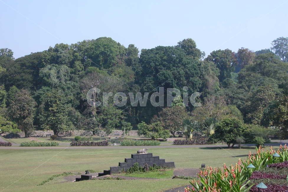 인도네시아,보고르,보고르식물원,꽃,나무,indonesia,bogor,bogorbotanicgarden,flowers,trees,flower,tree