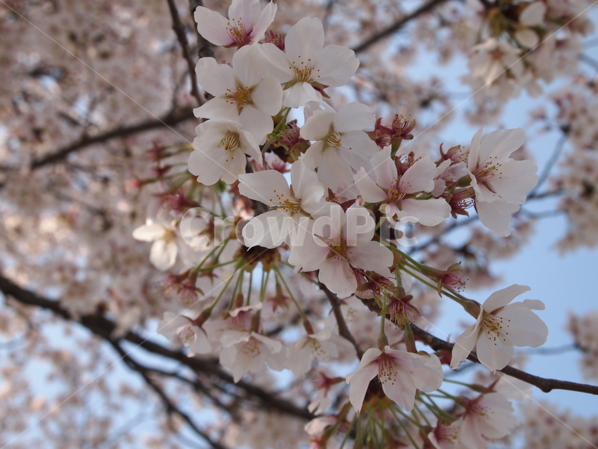 봄,봄꽃,벛꽃,꽃,플라워,flower,따뜻함,spring,축제,벚꽃축제,봄,계절,spring,season,식물,자연,plants,nature,꽃,flower,plant,blossom,cherry blossom,벚꽃