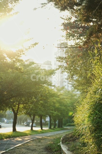 금오천,식물,아침,길,도로,산책,햇살,자연,풍경,nature,landscape,grass,잔디,plant,vegetation,초목,tree,나무