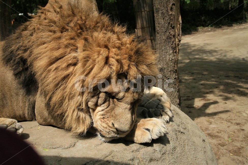 야생,사자,숫사자,휴식,취침,동물,animal,포유류,mammal