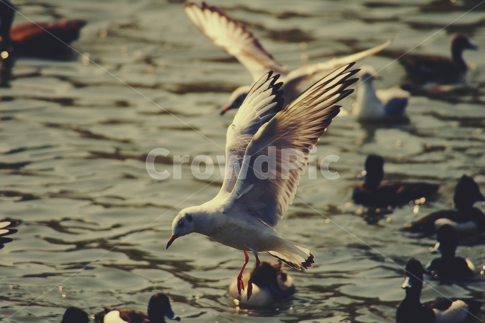 갈매기,seagull,오리,duck,호수,lake,날개,flight,비상,비행,새,bird,물,동물,animal,조류,새,birds,감성,sensible,feeling