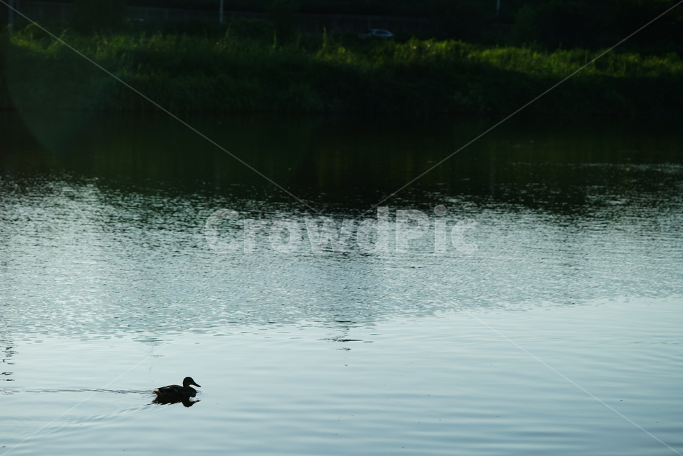 오리,새,생물,동물,duck,bird,생명,water,물,outdoors,옥외,동물,animal,조류,새,birds