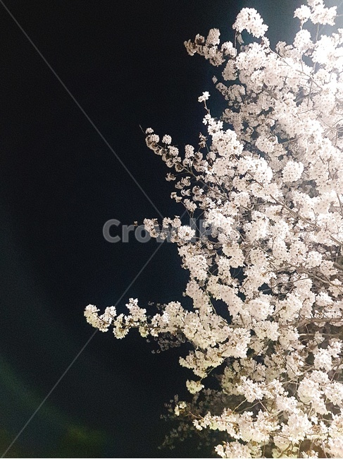 벚꽃,밤,밤하늘,아경,밤벚꽃,봄,계절,spring,season,야경,밤,풍경,nightscape,night,landscape,식물,자연,plants,nature,꽃,flower,plant,blossom