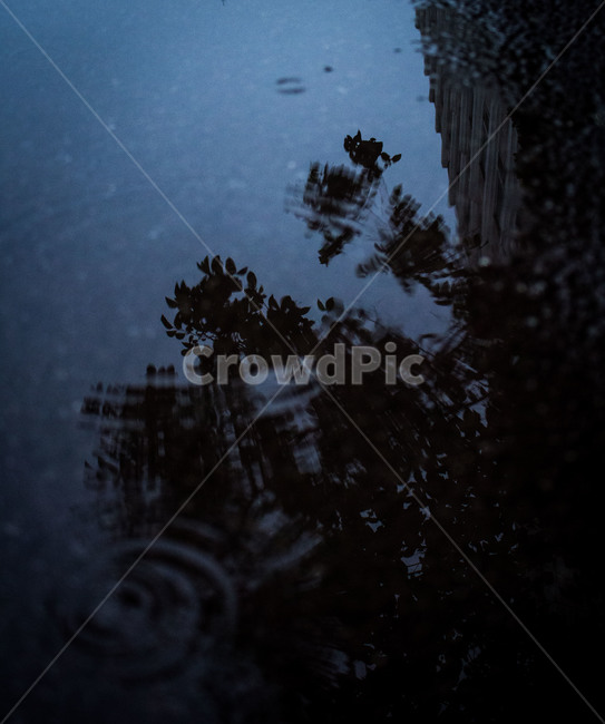 반영,반영사진,반사,물,꽃,파동,그림자,비,비,비오는날,rain,rainy