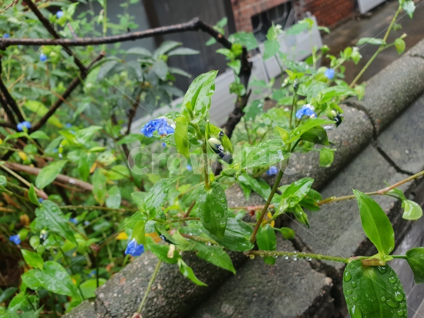 자연,식물,꽃,초록,빗방울,힐링,식물,자연,plants,nature,꽃,flower,비,비오는날,rain,rainy