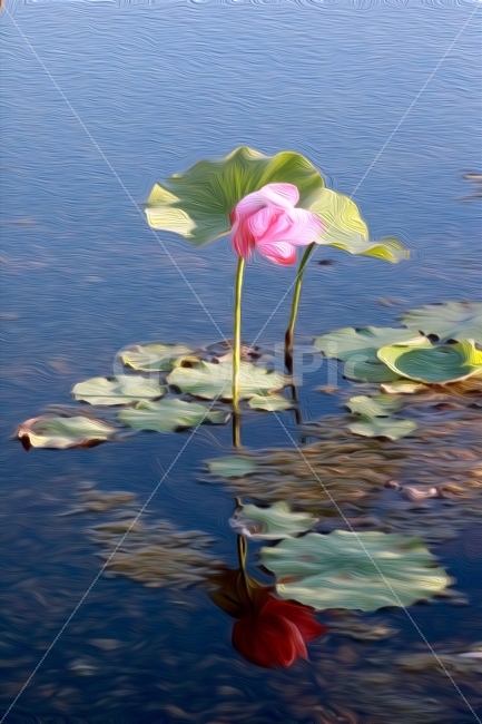 연꽃,프로덕션명주,김명주,자연,꽃,식물,자연,plants,nature,꽃,flower