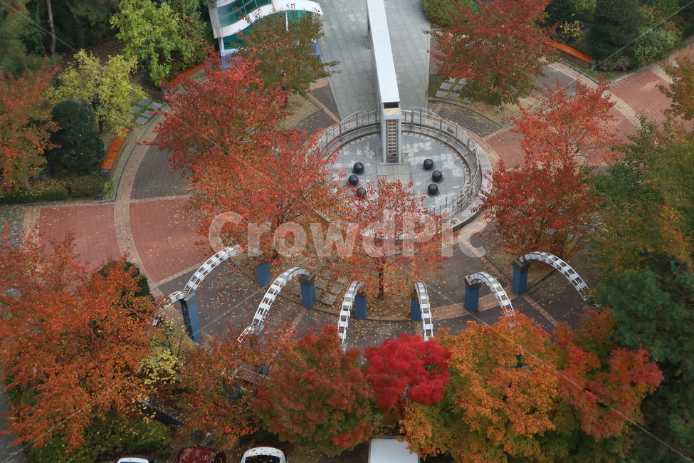 아파트,조경,단풍,나무,식물,tree,가을,계절,fall,autumn,season,plant,leaf,잎,maple