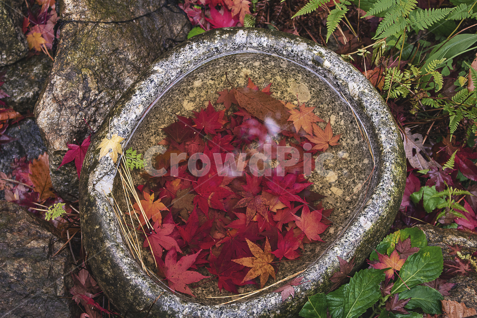 leaf,잎,plant,식물,tree,나무,maple,단풍