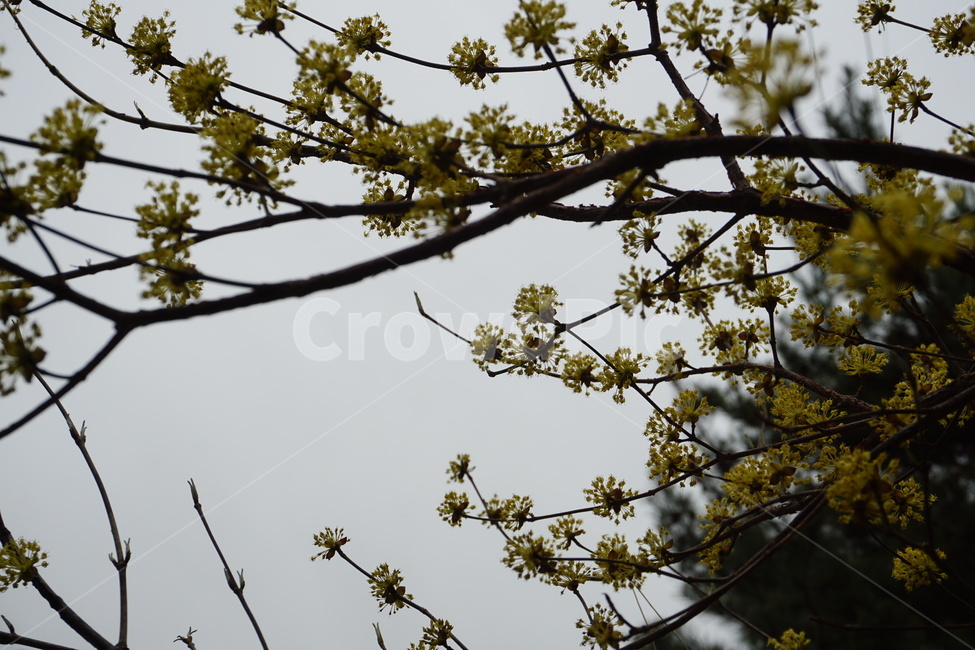 꽃,봄,노란색,흐린날,나무,식물,자연,plants,nature,꽃,flower