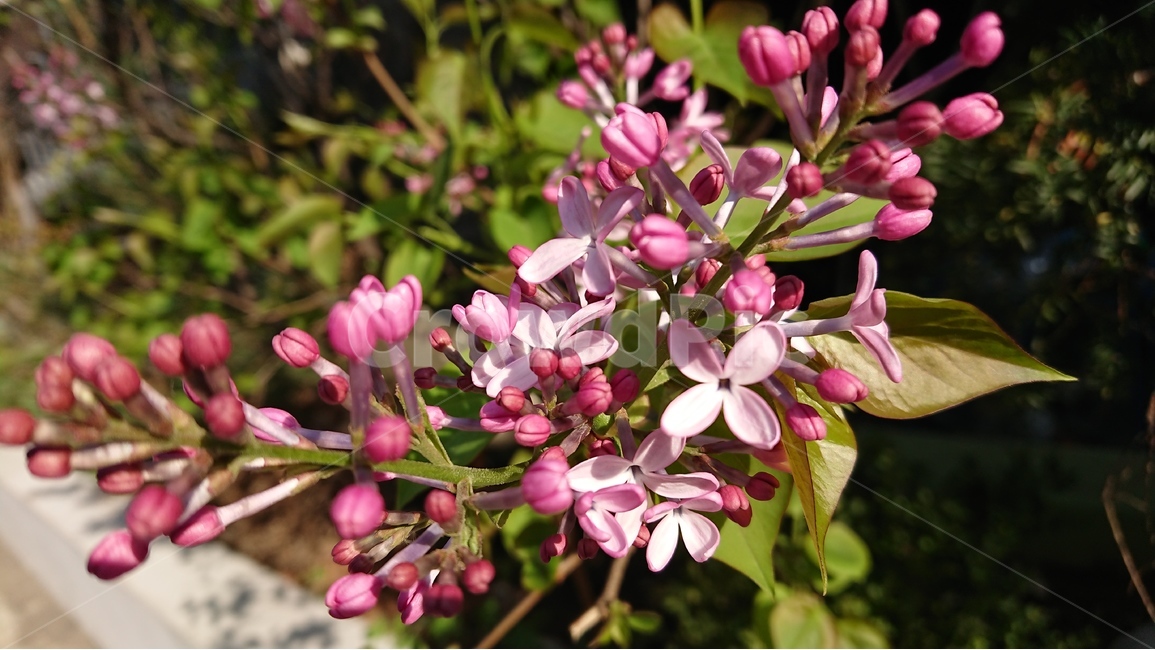 꽃,봄꽃,5월,보라색,핑크색,라일락,수수꽃다리,봄,계절,spring,season,식물,자연,plants,nature,꽃,flower,plant,blossom