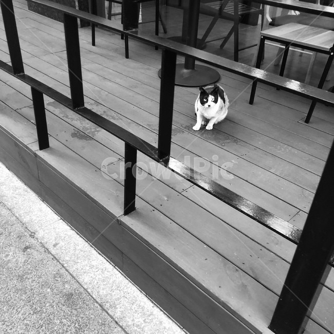 흑백,고양이,길고양이,쓸쓸,외로움,컨셉,감성,시선,눈동자,홀로
