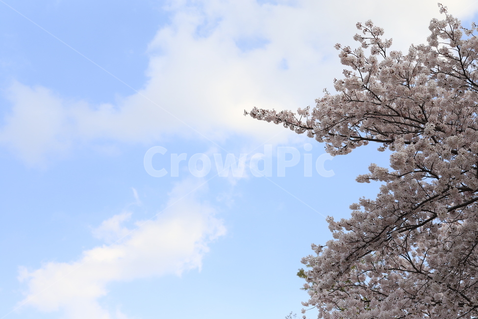 벚꽃,벚꽃하늘,하늘,푸른,구름,하늘색,봄,봄,계절,spring,season,자연,풍경,nature,landscape,plant,식물,flower,꽃,cherry blossom,blossom