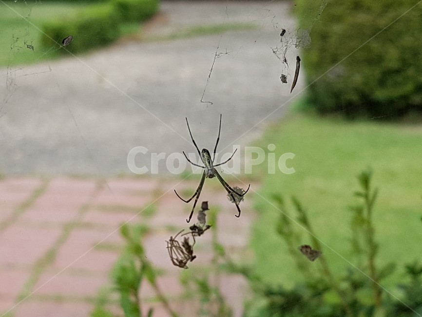 거미,spider,곤충,insect,녹색,동물,animal,곤충,벌레,insect,bug