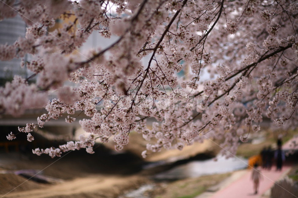 plant,식물,flower,꽃,blossom,벚꽃,봄,식물,자연,plants,nature,꽃,flower