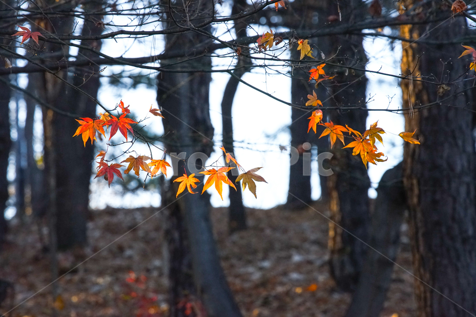 가을,단풍,계절,나무,자연,식물,가을,계절,fall,autumn,season,식물,자연,plants,nature,나무,trees,wood,plant,leaf,잎,tree