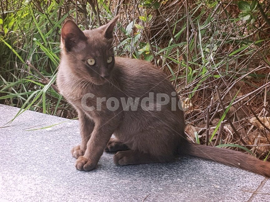 고양이,길,갈색,동물,거리,동물,animal,포유류,mammal,고양이,cat,kitten,kitty