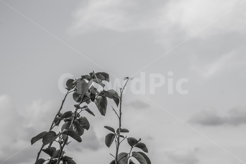 흑백,잠자리,감성,가을,풍경,식물,자연,plants,nature,동물,animal,곤충,벌레,insect,bug,흑백,모노톤,monochrome,black and white