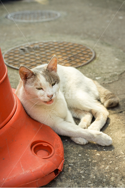고양이,길고양이,cat,냐옹,길냥이,동물,animal,포유류,mammal,고양이,cat,kitten,kitty