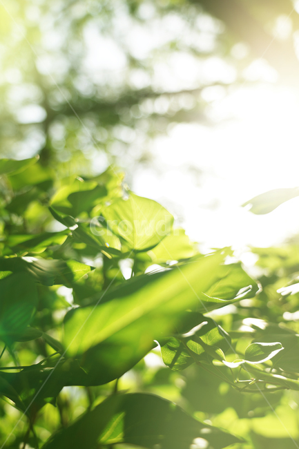 식물,그리너리,잎,잎사귀,나뭇잎,나무,숲,초록,그린,빛,햇살,배경,배경이미지,내추럴,백그라운드,자연,자연물,여름,봄,leaf,greenery,spring,summer,plant,abstract,background