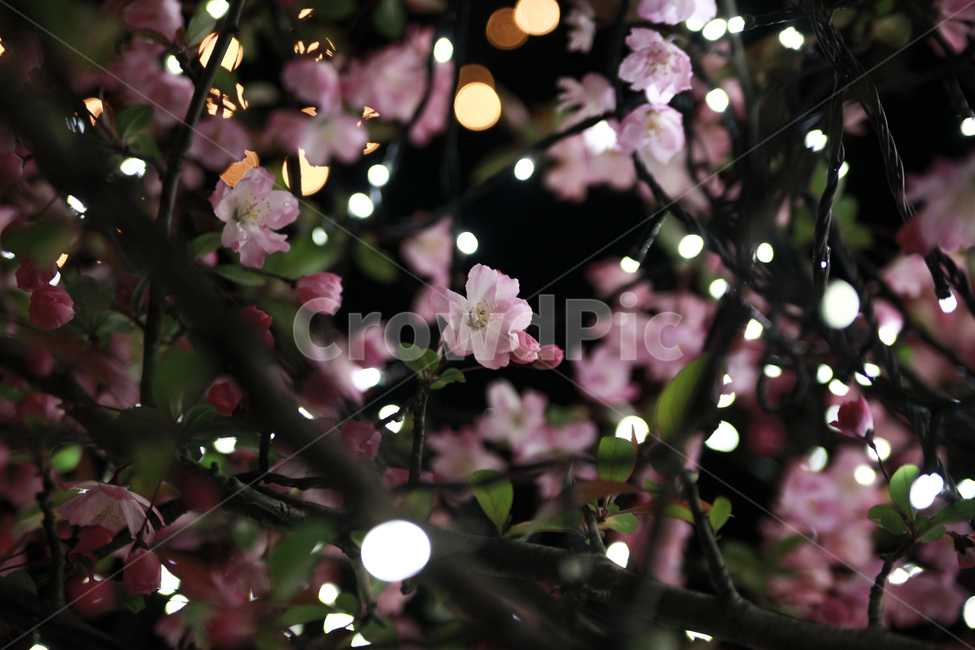 봄야경,봄꽃,벚꽃,벚꽃조명,분홍,식물,자연,plants,nature,꽃,flower