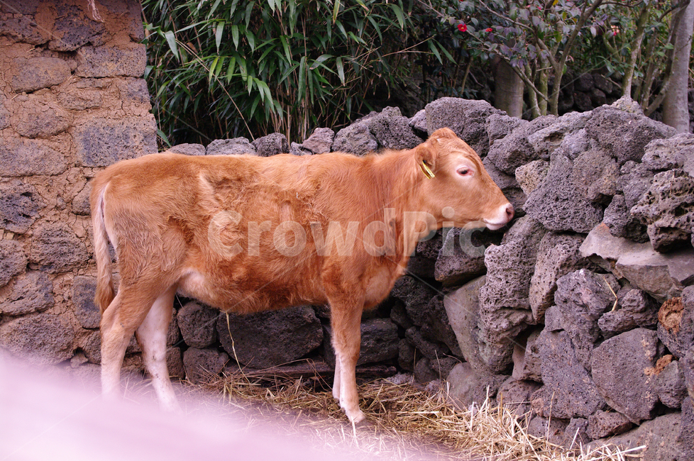 소,돌담,한우,동물,cow,동물,animal,포유류,mammal