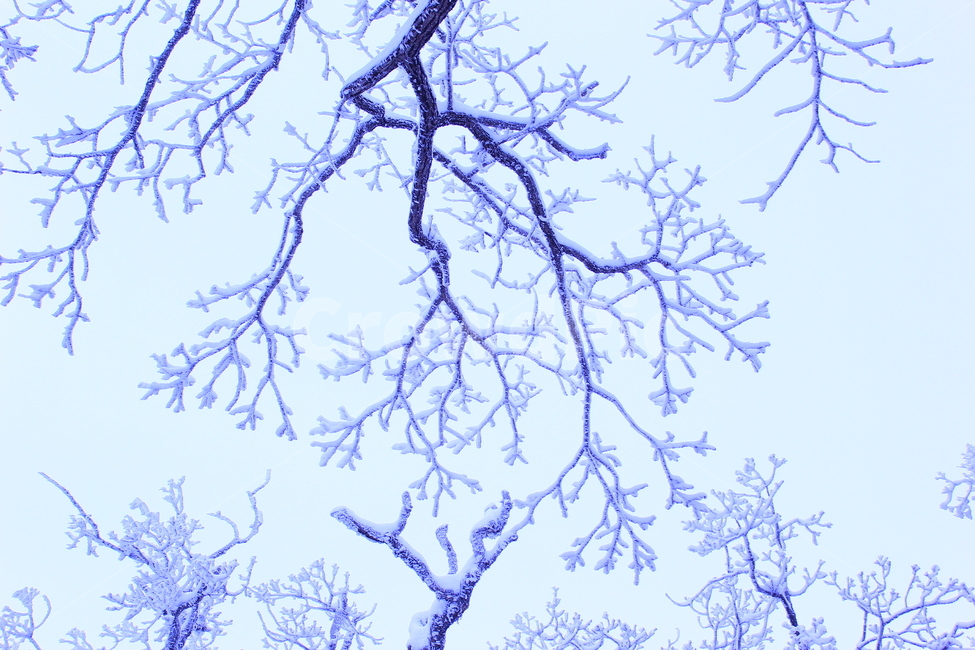 상고대,한라산,겨울,눈,겨울한라산,자연,풍경,제주겨울,제주한라산,겨울산,힐링,치유,겨울산행,겨울등산,산행,등산,풍경사진,겨울,계절,winter,season,식물,자연,plants,nature,나무,trees,wood