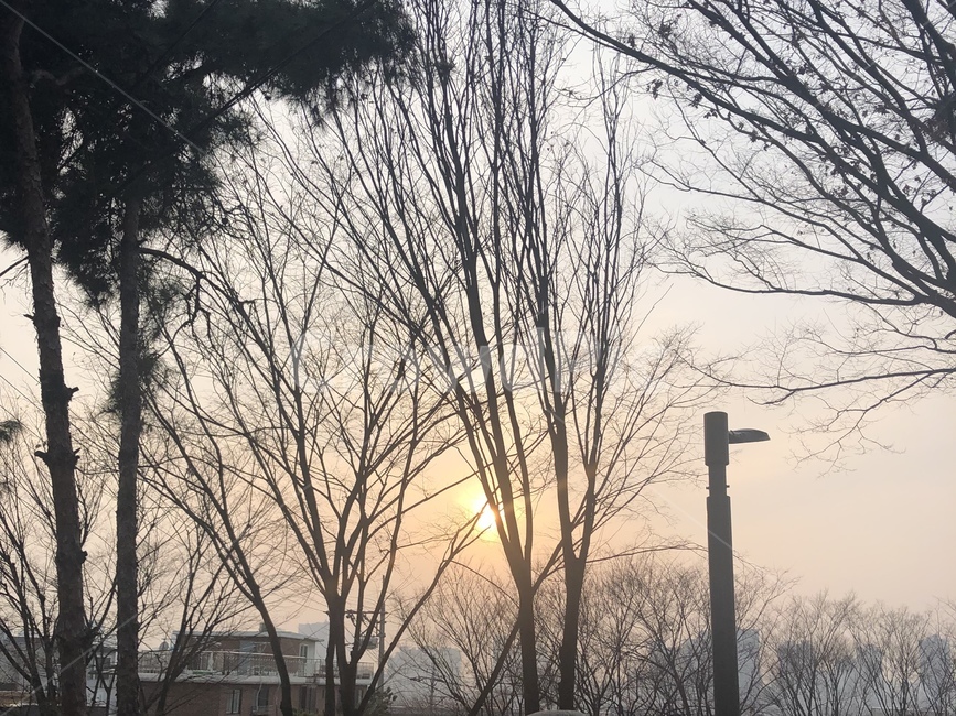 노을,하늘,나무,나뭇가지,전봇대,거리,일상