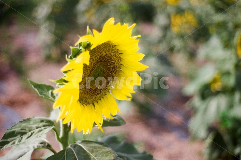 꽃,해바라기,sunflower,필름카메라,flower,식물,자연,plants,nature,꽃,flower