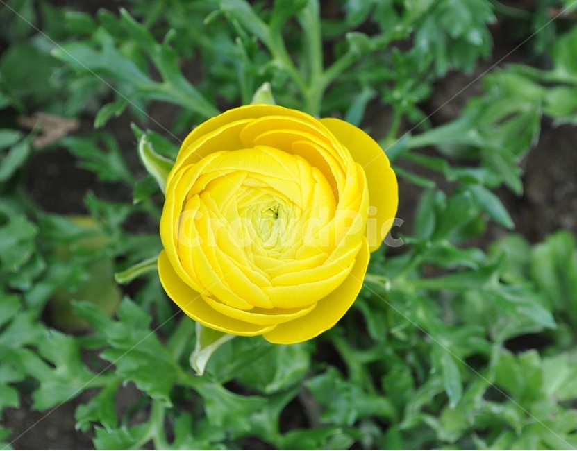 꽃,봄,자연,예쁜,플라워,flower,식물,자연,plants,nature,꽃,flower