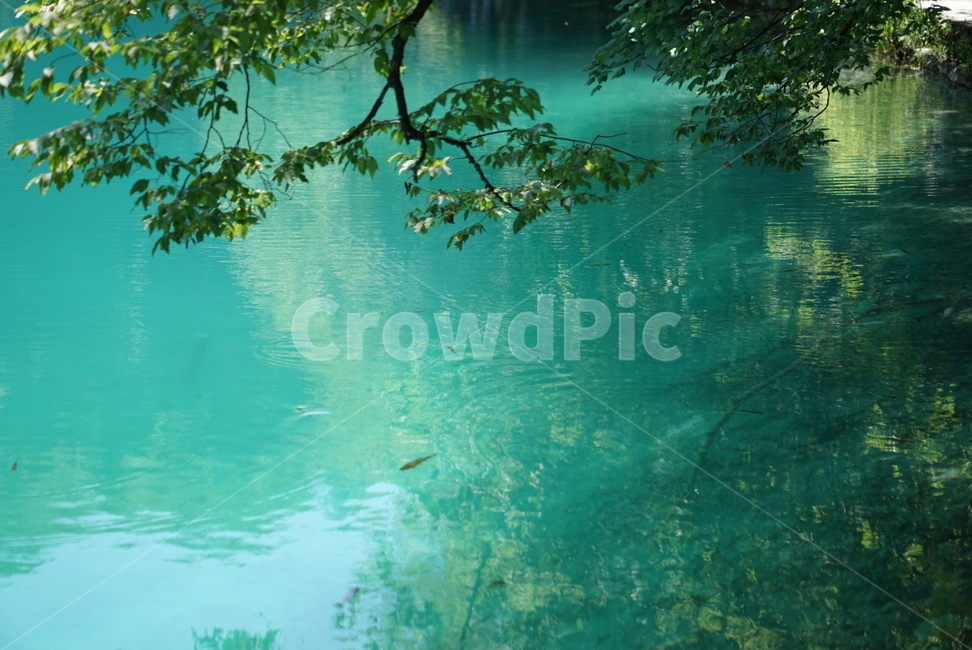 플리트비체,water,river,outdoors,물,강,자연,폭포,waterfall,호수,rake,크로아티아,croatia,plitvice,nationalpark,세계자연풍경,해외자연풍경,외국자연풍경,world nature landscape,nature,옥외,green,초록