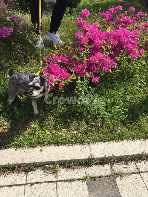 슈나,슈나우져,강아지,개,웃는개,동물,animal,포유류,mammal,개,강아지,dog,doggy
