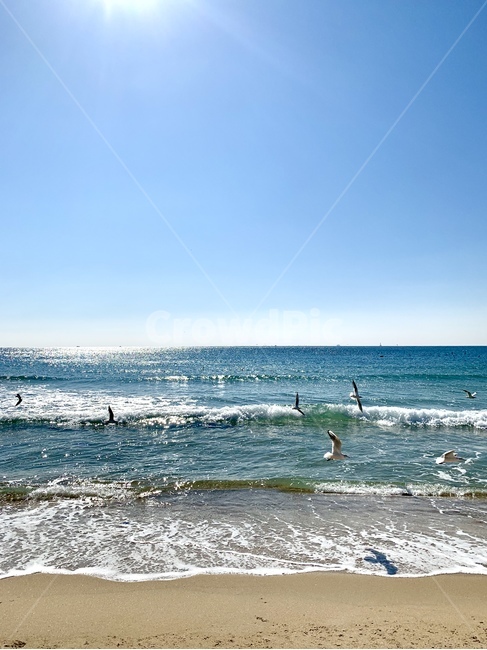 갈매기,새,바다,하늘,모레,흙,파도,물,물결,자연,풍경,nature,landscape,해변,바다,beach,sea,outdoors,옥외,water,ocean,대양,sea waves