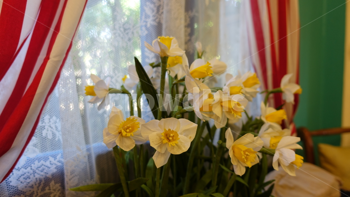 cafe,카페,부엌,조리기구,커트러리,plant,식물,flower,blossom,꽃,yellow
