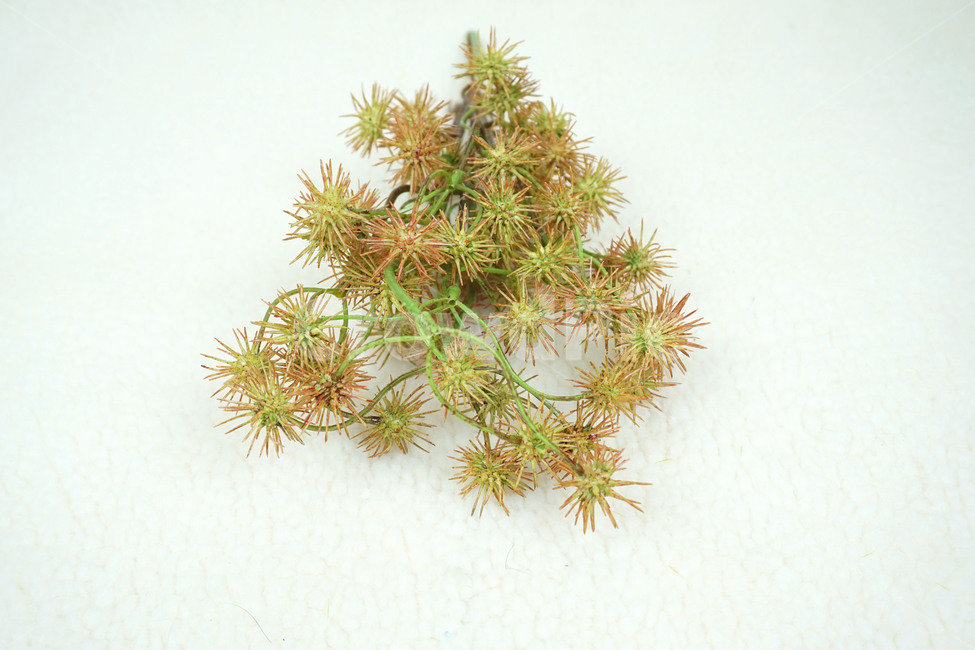 plant,식물,조화,artificialflower,아주까리