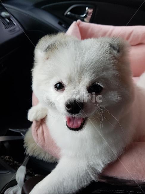반려견,개,강아지,애완견,포메라니안,포메,dog,puppy,동물,animal,포유류,mammal,개,강아지,dog,doggy