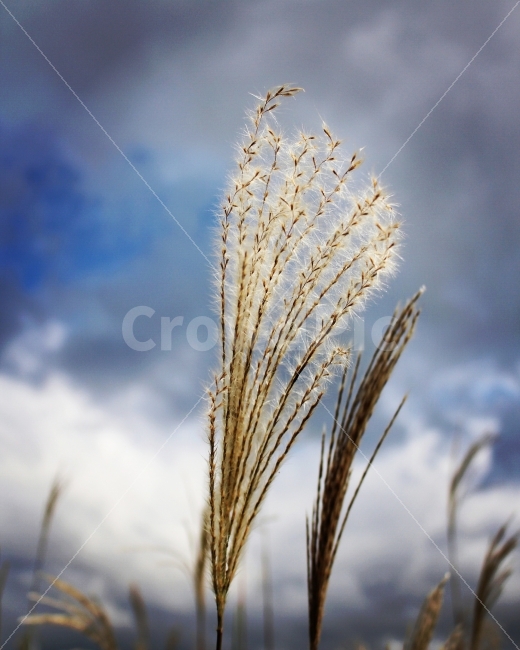 가을,억새,외로움,우울한하늘,하늘,가을,계절,fall,autumn,season,식물,자연,plants,nature,plant,grass,잔디