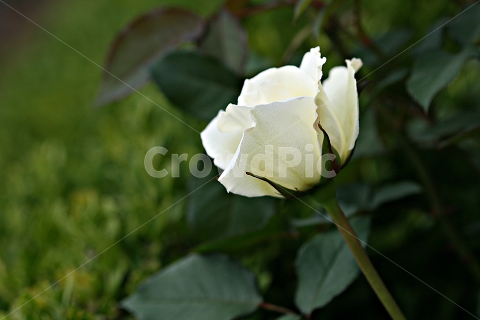 장미,꽃,공원,플라워,봄,식물,식물,자연,plants,nature,꽃,flower