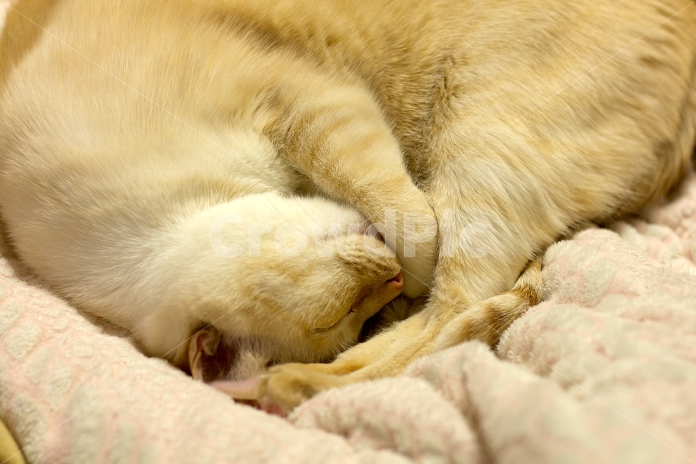 고양이,cat,낮잠,반려동물,반려묘,sleepingcat,애완동물,pet,동물,animal,포유류,mammal,고양이,cat,kitten,kitty