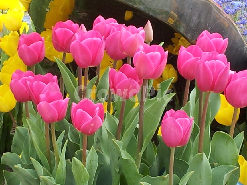 붉은색,튜울립,꽃축제,꽃,힐링,노란색,flower,색깔,색상,색채,색감,핑크색,노랑색,초록