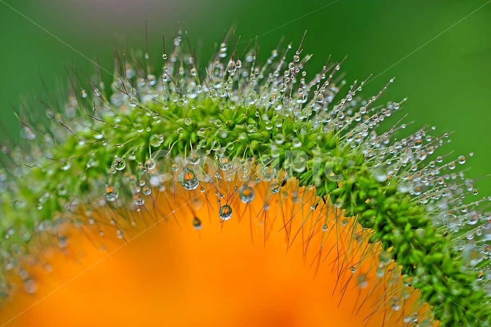 강이지풀,빗방울,물방울,야생초,식물,식물,자연,plants,nature
