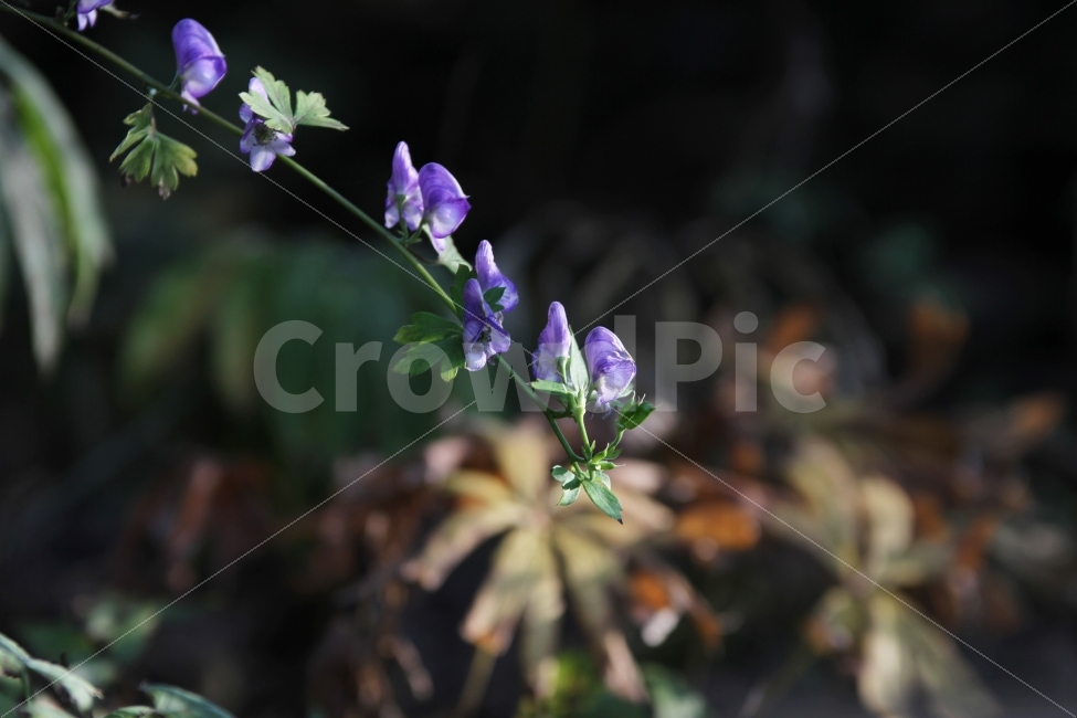 꽃,식물,투구꽃,자연,가을꽃,야생화,식물,자연,plants,nature,꽃,flower