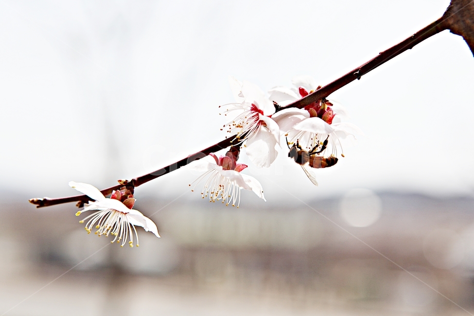 매화,꽃,매화꽃,나무,배경,자연,자연,풍경,nature,landscape,식물,plants,꽃,flower,나무,trees,wood,plant,pollen,화분