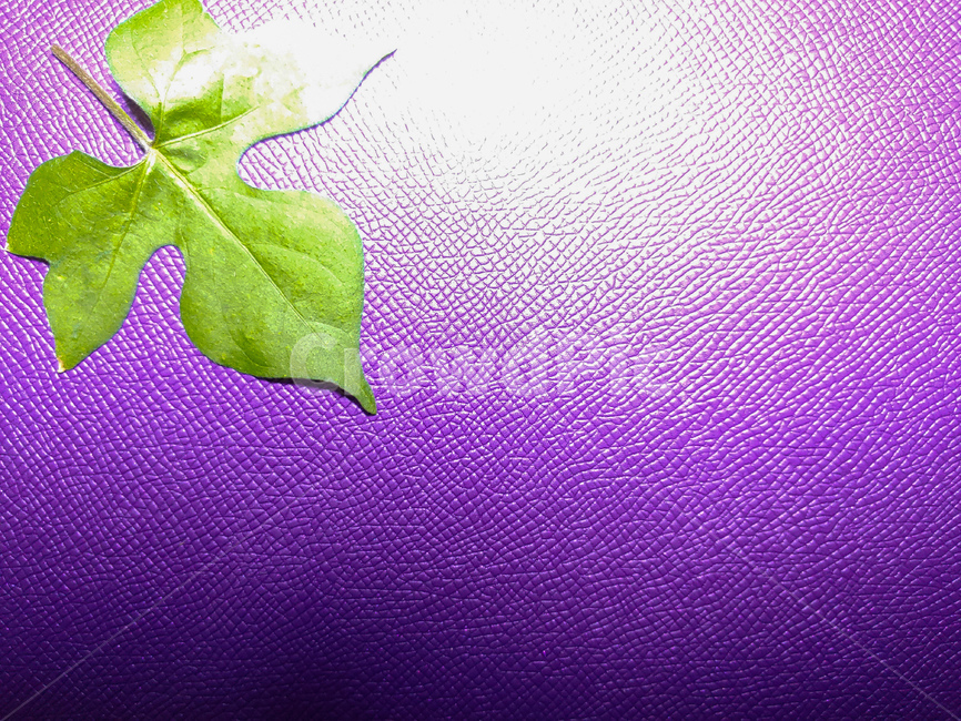 plant,식물,leaf,잎,수첩,식물,자연,plants,nature