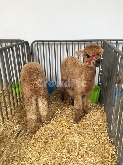 alpaca,알파카,animal,동물,농장