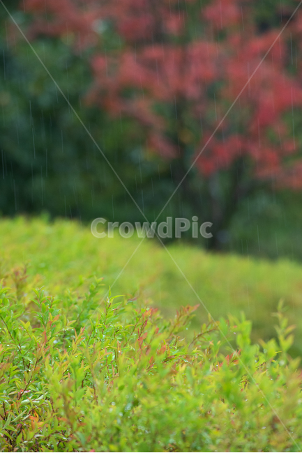 비,봄비,풀,신록,자연,rain,spring,봄,green,nature