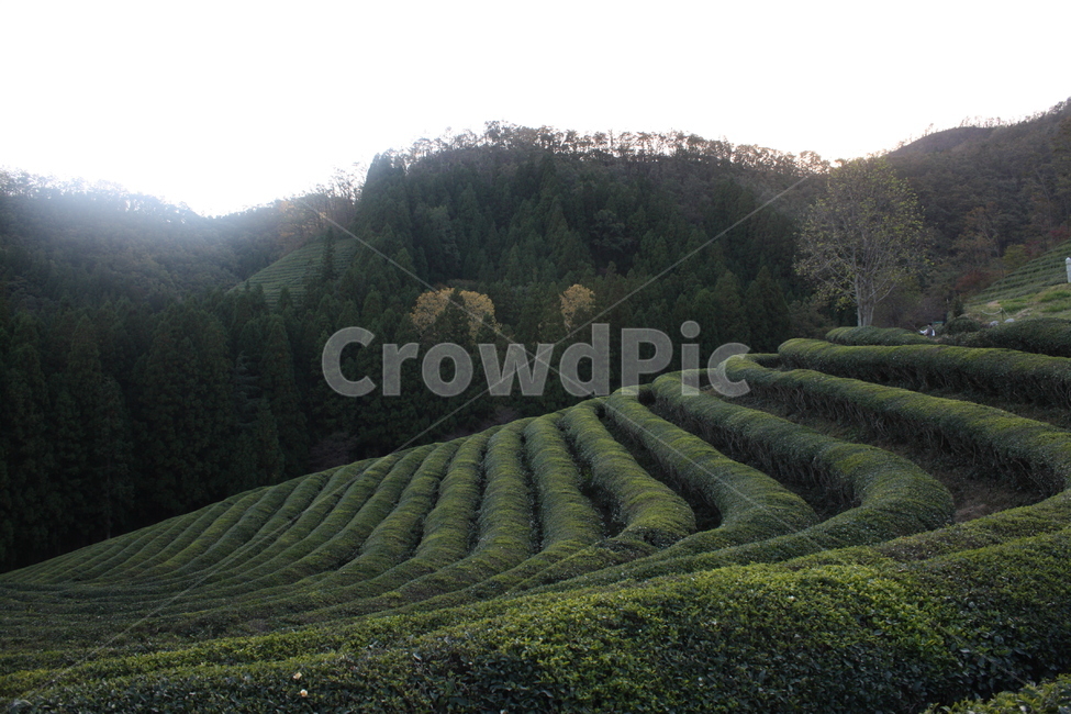 보성,여행,녹차밭,자연,풍경,배경,자연,풍경,nature,landscape,한국자연풍경,한국자연경관,korea nature landscape,outdoors,옥외