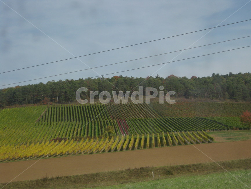 outdoors,자연,야외,풍경,scenery,차창,포도밭,밭,grassland,목초지,nature