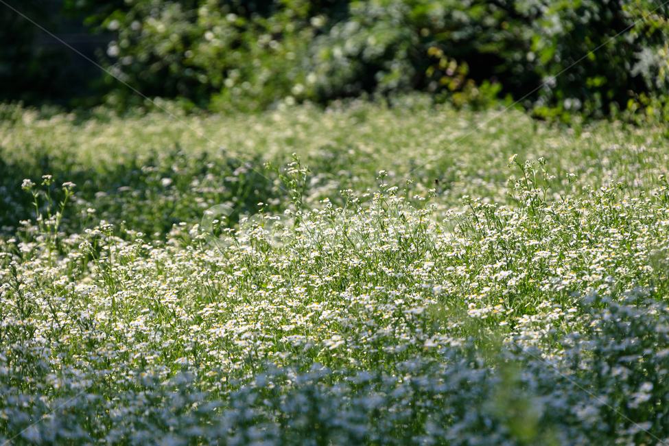 메밀꽃,메밀밭,여름,야생,농촌,오대산,꽃,식물,자연,plants,nature,꽃,flower